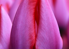 Tulipa Trick (3)